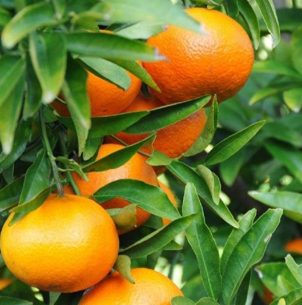 Fresh Orange from 남아프리카공화국 supplied by Grown4U - Navel - Navelate (=Navel Late) 신선 오렌지