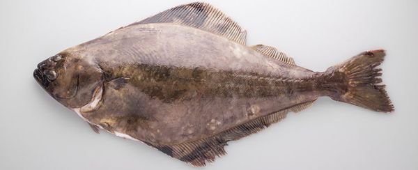 Halibut from 미국 supplied by Southwind Foods, LLC - Whole (=In The Round) 냉동 준치