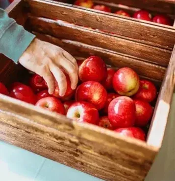 Fresh Apple from 프랑스 supplied by VERGERS DU LITTORAL - Whole 신선 사과