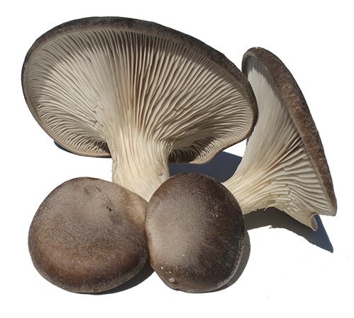 Thistle Mushrooms from Spain supplied by Champinter - White Elf Mushroom (=Pleurotus ferulae) Other Fresh Mushrooms