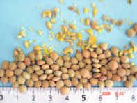 Lentil from 그리스 supplied by AGROLAND SA - Raw (=Natural) 말린 렌틸