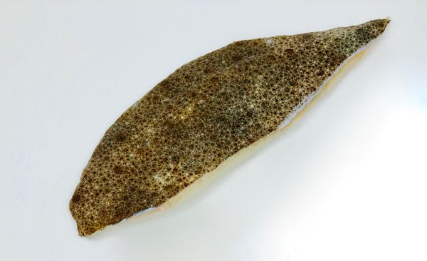 Sea Bass from 벨기에 supplied by De Jager - Boneless (=Without Bone=Deboned) 냉동 농어