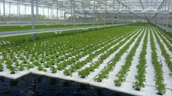 Baby Kale from United Kingdom supplied by JEPCO (Marketing) Ltd - Baby Kale