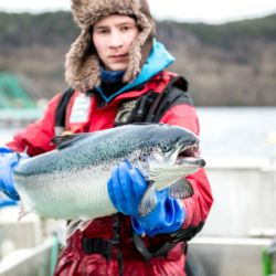 Fresh Salmon from Norway supplied by Alsaker Fjordbruk AS - Fresh (=Chilled=Raw) Salmon