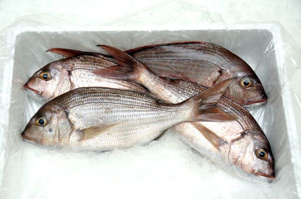 Fresh Snapper from Italy supplied by Gruppo Gene - Fresh (=Chilled=Raw) Fresh Snapper