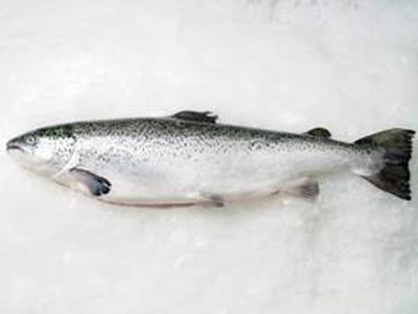 Atlantic Salmon or Salar from Chile supplied by Cermaq Chile S.A. - With Skin (=Skin On) Salmon