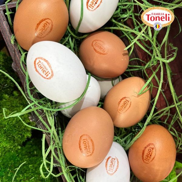 Fresh Chicken Egg from Romania supplied by Toneli - In Shell Chicken Egg