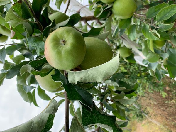 Apples from 튀르키예 supplied by Midagro - 136-200 g 신선 사과