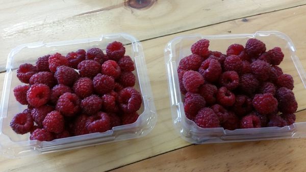Raspberries from 호주 supplied by Lennane Orchards - Red 신선 라즈베리