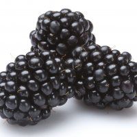 Blackberry from 벨기에 supplied by Special Fruit - Tupi 신선 블랙베리