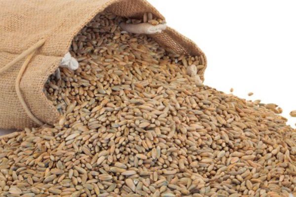 Organic Rye from Germany supplied by Hofgemeinschaft Dicke Eiche GbR - For Food Rye