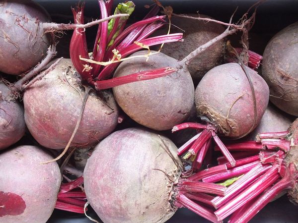 Beetroot from 독일 supplied by Wolkensteiner Hof - Purple 신선 비트
