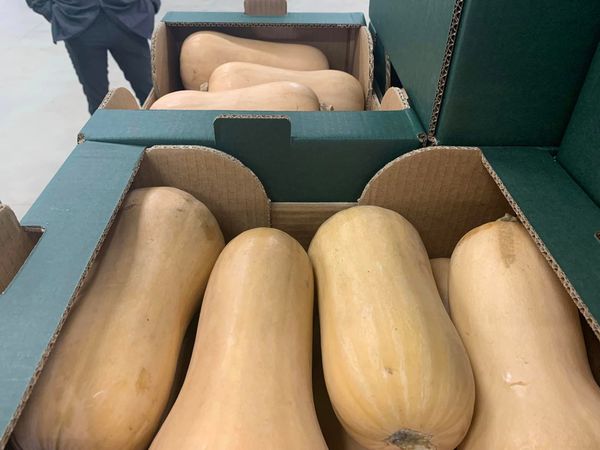 Pumpkin from United Kingdom supplied by Veg UK Ltd - Orange Fresh Common Pumpkin
