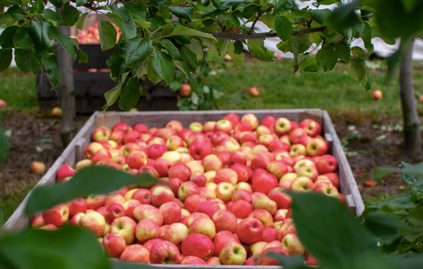 Apple from 뉴질랜드 supplied by Darlings Fruit Ltd - Fresh (=Chilled) 신선 사과