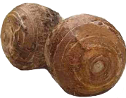 Taro from Costa Rica supplied by Raíces y Tubérculos Huetar Norte S.A. - Taro
