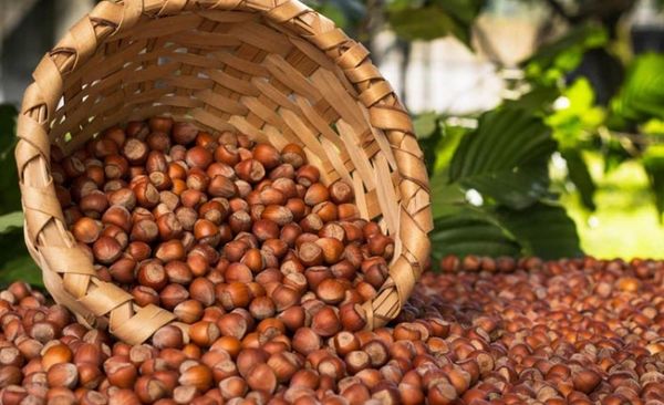INSHELL HAZELNUTS from 튀르키예 supplied by Bozbağ Fındık - In-shell 헤이즐넛 알맹이