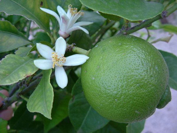 Lime from Spain supplied by Andevalo - Organic Fresh Lime