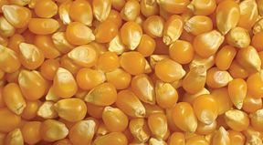 Corn from Brazil supplied by SoyBrasil - Conventional Maize (Corn)