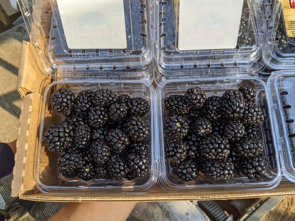 Blackberry from 미국 supplied by G & M Farms Inc. - Black 신선 블랙베리