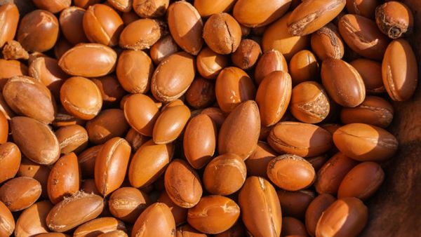 Shea nut from Nigeria supplied by Vixxra Companies Ltd - Raw Shea Nut