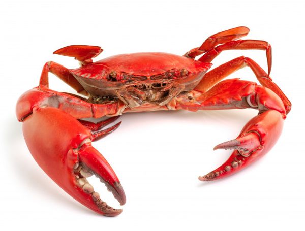 Red Mangrove Carb from United States supplied by Foodstream Corporation - Swimming crab - Serrated Swimming Crab (=Scylla serrata=Mud Crab=Mangrove Crab=Black Crab=Giant Mud Crab) Fresh Crab