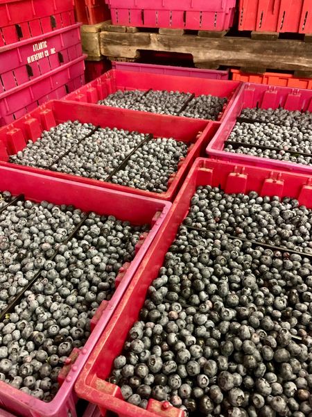 Blueberries from United States supplied by Atlantic Blueberry Company - Plastic Punnets (=Clamshells) Fresh Blueberry