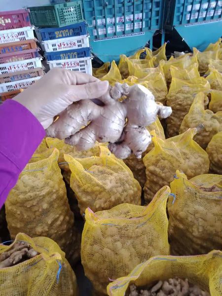 Ginger from 태국 supplied by Cresco World Trading Co., Ltd - Greater Galangal (=Alpina Galanga) 갈랑갈