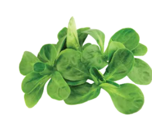 Lamb's Lettuce from United Kingdom supplied by Agrial Fresh Produce Ltd - Fresh (=Chilled) Lamb's Lettuce