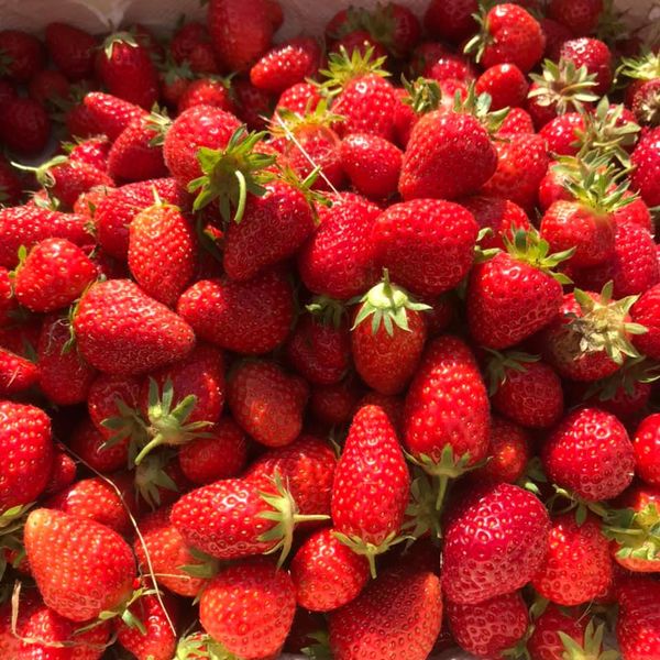 Fresh Strawberry from 프랑스 supplied by SAFRAN DU MORBIHAN - Red 신선 딸기