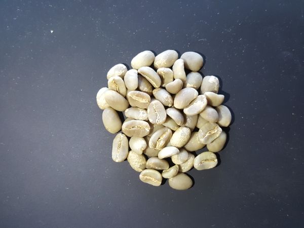 Aceh Gayo Double Washed from 인도네시아 supplied by Blanco Coffee Indonesia - Abyssinia 생원두