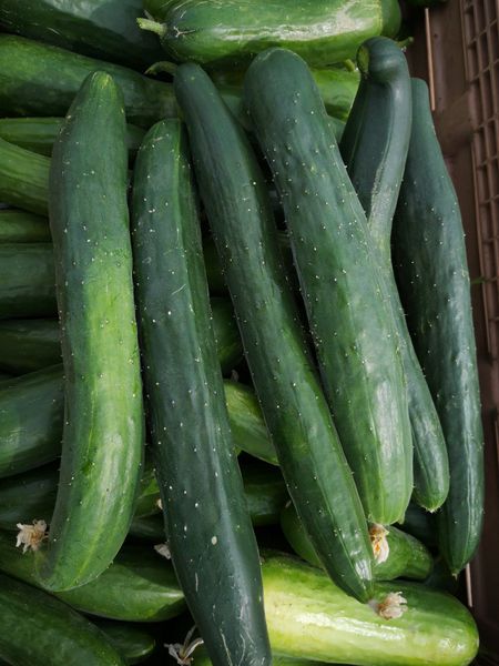 Fresh Organic Cucumber from 독일 supplied by Organic Farm Liane Scharf - Green 신선 오이