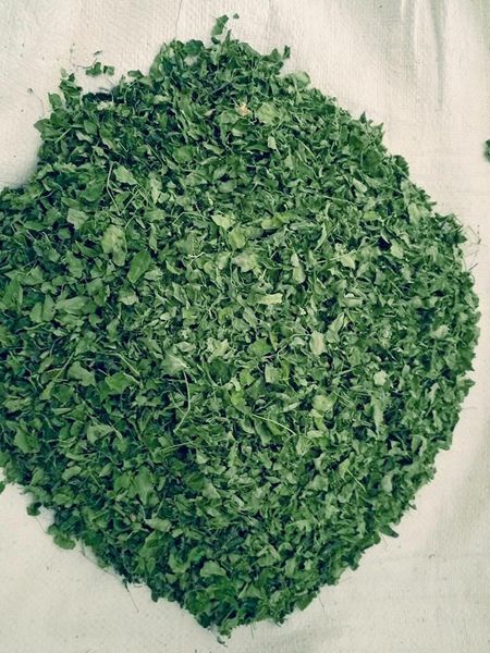 Moringa dry leaves from 인도 supplied by SVM EXPORTS - 유채 잎