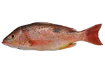 SNAPPER MANCHA from 파나마 supplied by SALVAMAR S.A. - With Skin (=Skin On) 냉동 스내퍼