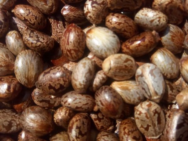 Castor Seeds from Nigeria supplied by TROPICAL PLANTS (NIG) LIMITED - Unhulled Castor Bean (Castor Seed)