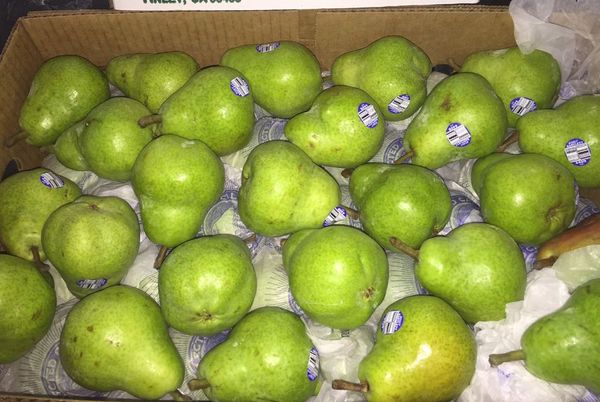 Pear from 미국 supplied by Pacificpro Sales LLC - Carton Box (=Cardboard Box) 신선 배