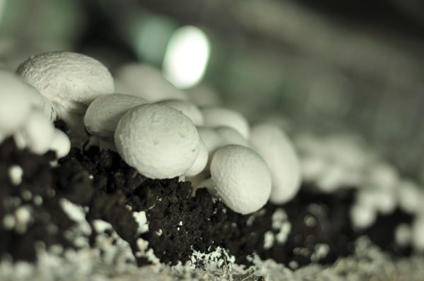Mushroom from 폴란드 supplied by Uprawa Pieczarek - Pawelec Zdzisław - Cultivated 기타 신선 버섯류
