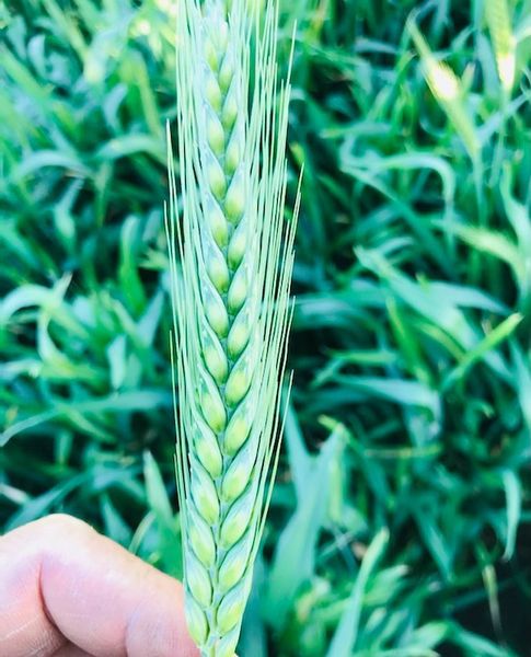 Common Wheat from Australia supplied by Agracom - Whole Wheat