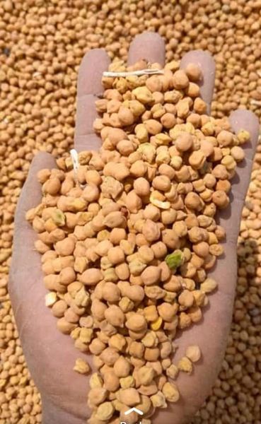 Chickpea from 우간다 supplied by LINK N GLOBAL COMMODITY (U) LTD. - Dried (=Dehydrated) 말린 병아리콩