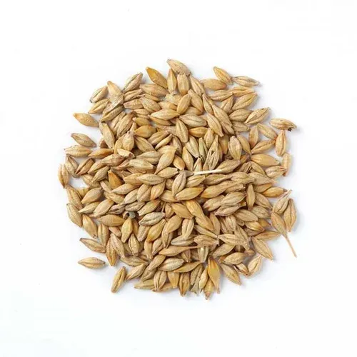 Barley from Russia supplied by ZAO Domashovo - Whole Barley