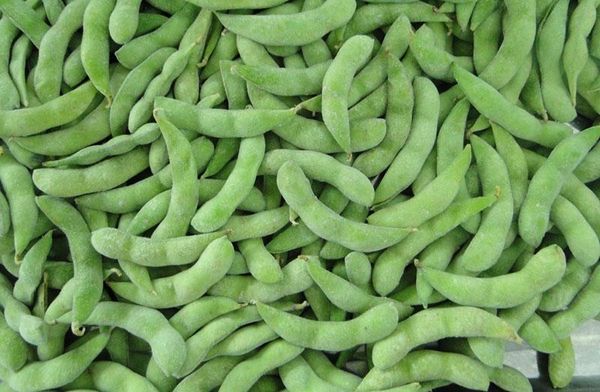 Soybean from China supplied by SFI ASIA CO LTD - Green Soybean