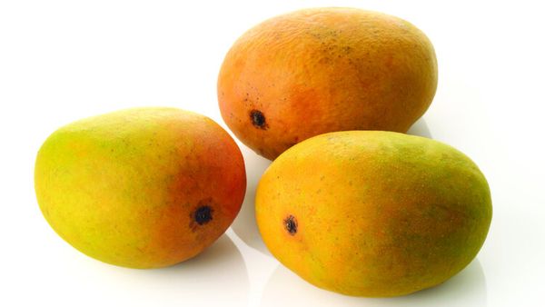 fresh alphonso mango puree from 인도 supplied by Spectrum Fruits - Alphonso (=Hapoo=Hapus) 신선 망고