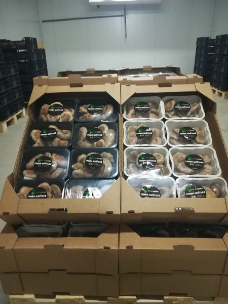 Shiitake Mushrooms from 우크라이나 supplied by Nature Green - Plastic Punnets (=Clamshells) 기타 신선 버섯류