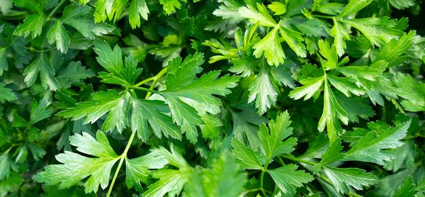 Fresh Parsley Leaf from Germany supplied by Beckedorf Fresh Vegetables - Modified Atmosphere Packaging (=MAP) Flat Leaf Parsley