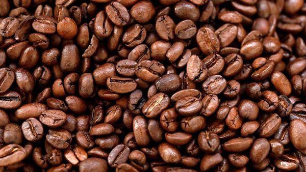 coffee beans from 브라질 supplied by Custódio Forzza Com. e Exp. Ltda. - Dark Brown 생원두