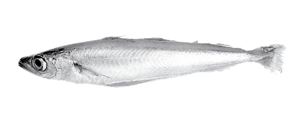 Blue Whiting from Ireland supplied by Norfish Ltd - Whole Frozen Blue Whiting
