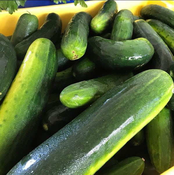 Cucumber from United States supplied by Savoie Organic Farm - Green Fresh Cucumber
