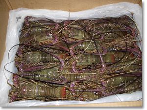 Lobster from Ghana supplied by Continental Exports (GH) Ltd - Whole Fresh Common Lobster