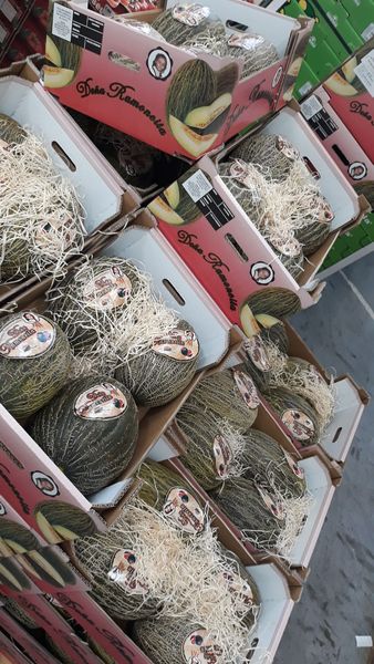 Piel de Sapo from Spain supplied by Acuafruit S.L. - Santa Claus Melon