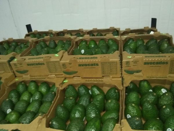 Avocado Hass From Mexico, Michoacan. from Mexico supplied by Agrowth - Size: 24 Fresh Avocado