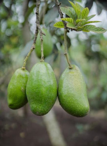 Fresh Avocado from 인도네시아 supplied by Nusantara Agro Indonesia - Manteiga (=Butter) 신선 아보카도